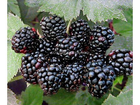 Къпина (Rubus Fruticosus Black Satin)