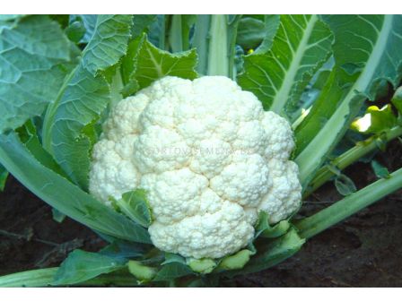 Семена Карфиол Бяла Топка F1 -  Cauliflower White ball F1