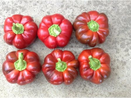 Семена пипер Каркасоне F1 /камба/ - 500 семена