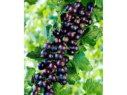 Касис черен (Black Currant) Titania