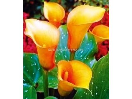 кала Orange County 