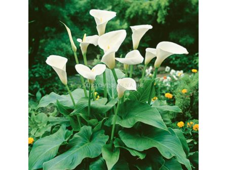 Кала за есенно засаждане (бяла)/ Zantedeschia (Calla) aethiopica