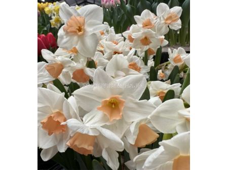 Нарцис/ TAZETTA NARCISSUS Kapiti Peach - 1 бр.