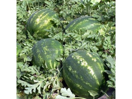 Семена дини Каристан - 1000 семена - 4