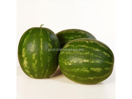 Семена дини Каристан - 1000 семена - 3