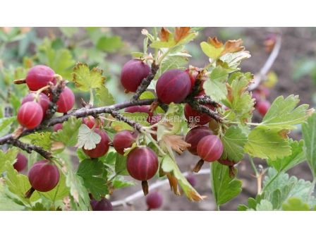 Касис (Ribes Uva-Crispa Hinnonmäki Röd)