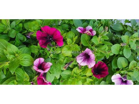 Петуния различни цветове (разсад) - 3