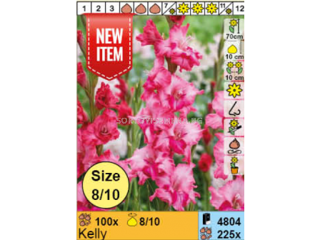 Гладиол Kelly/  - 1 брой