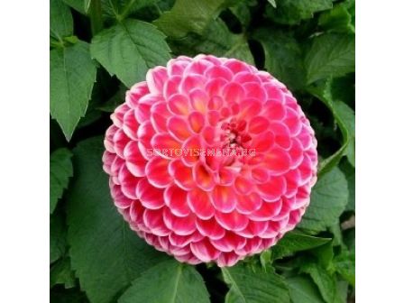 Далия Kenora Fireball - 1 бр.