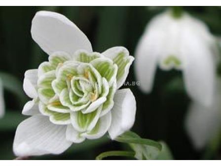 Кичесто кокиче (Fiore Pleno) 