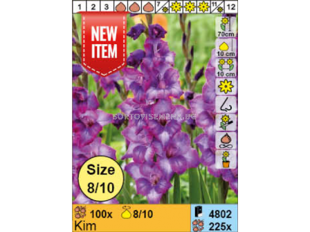 Гладиол Kim/ Gladiolus - 1 брой