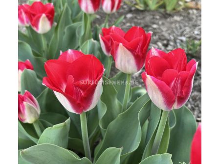 Лале/ Tulip triumph Kissable - 1 бр.