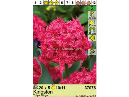 Лале Kingston - Пакет: 1 оп. -  5 бр.