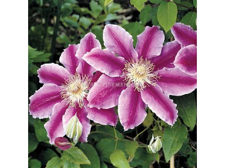 Клематис (Clematis Dr. Ruppel) 