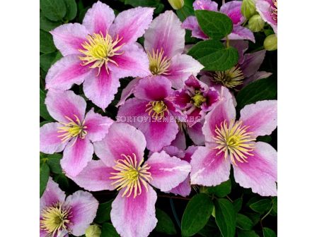 Клематис (Clematis Piilu)