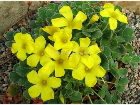 Оксалис /Oxalis purpurea 'Ken Aslet''/ 1бр 