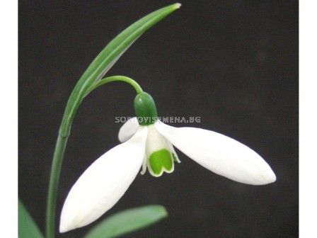 Кокиче (Snowdrop) Galanthus Elwesii