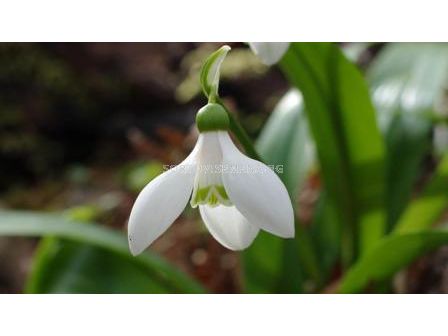 Кокиче (Snowdrop) Galanthus Worowonii 