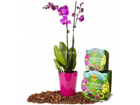 Комплект за орхидея-почва + саксия