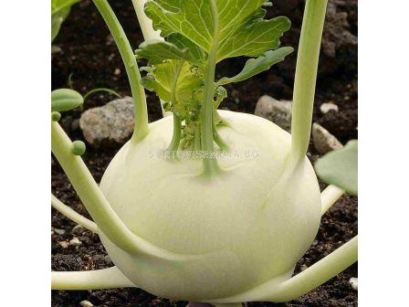 Алабаш бял  / Korist F1 / Bejo -1000 сем