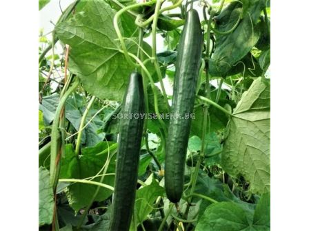 Семена Краставици Тести Голд F1 - подобрен