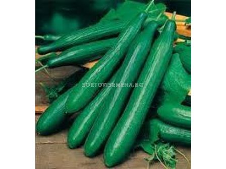Семена краставици Калунга F1 - cucumber Kaluga F1