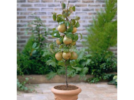 Круша едноколонна - Pear