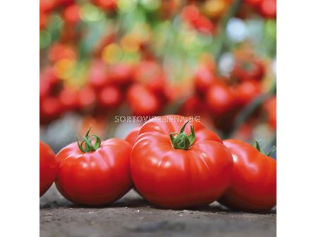 Семена домати KS 202 F1 - 100 семена - 2