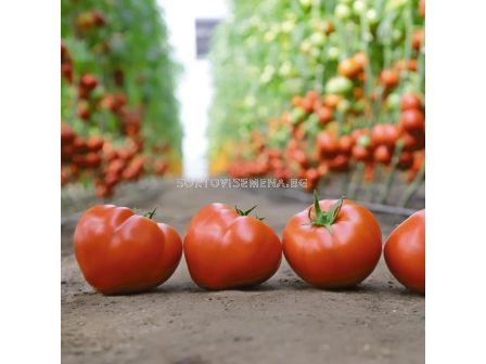 Семена домати KS 204 F1-100 семена - 3