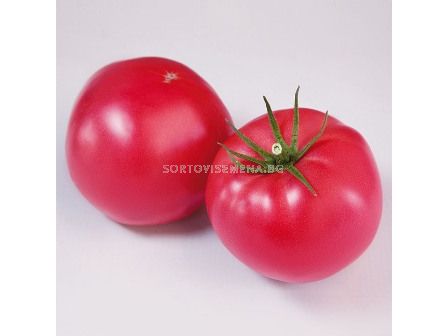 Семена Домати Финли F1 - Tomato Finly F1 (KS 1205) - 1