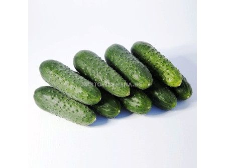 Семена Корнишони (Gherkins) KS 90 F1  - 1