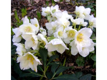 Кукуряк бял (Helleborus Niger)