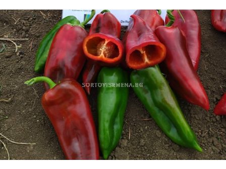 Семена пипер НОВ Кубат F1 TSWV - 500 семена