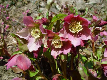 Кукуряк Розов (Helleborus Orientalis)