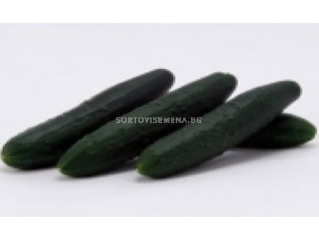 Семена краставици Кунг Фу- Sakata -30 семена