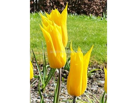 Лале /Tulip La Perla/ 11/12