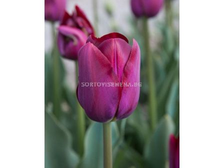 Лале /Tulip La Paz/ 11/12