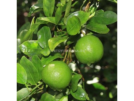 Лайм мексикански Citrus Aurantiifolia Mexican Lime