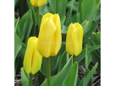 Лале /Tulip Crown Jewel/ 11/12