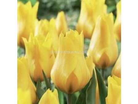 Лале (Tulip) Greigii Gold West (25 см)