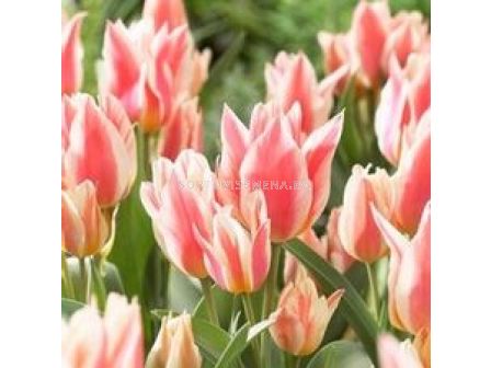 Лале (Tulip) Multiflora Quebec