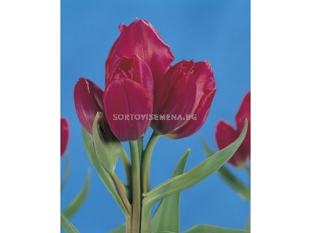 Лале (Tulip) Multiflora Roulette