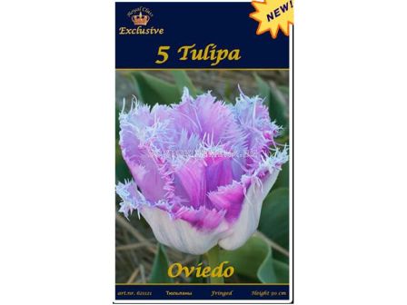 Лале (Tulip) Oviedo