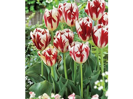 Лале (Tulip) Various Grand Perfection