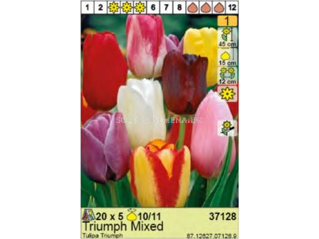 Лале триумф микс/ Tulipa Triumph Mixed - Пакет: 1 оп.- 5 бр.
