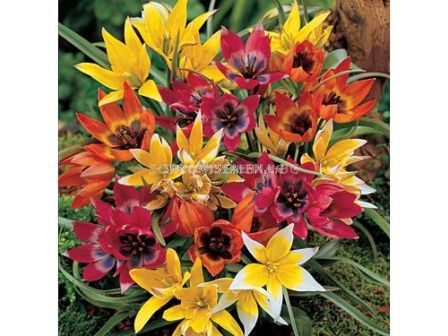 Лалета Botanical микс 10 бр (пакет) - 20 см - 1 оп (10 луковици)