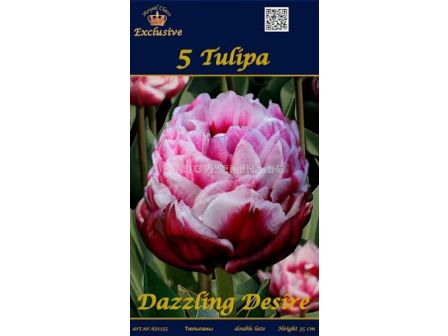 Лалета (Tulips) Dazzling Desire (5 луковици)