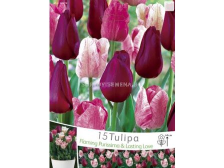 Лалета (Tulips) Flaming Purissima & Lasting love (15 луковици)