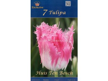 Лалета (Tulips) Huis Ten Bosch (7 луковици)
