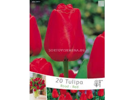 лалета Rood-Red - tulips Rood-Red